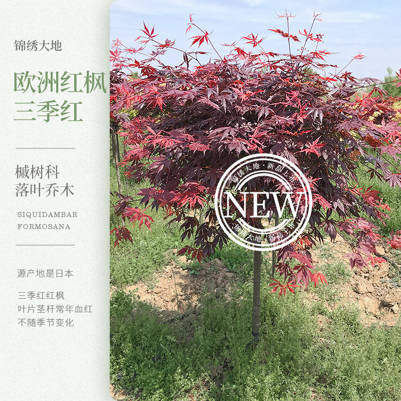 优质正宗欧洲红枫 三季红红枫布加迪 进口枫树 别墅庭院种植