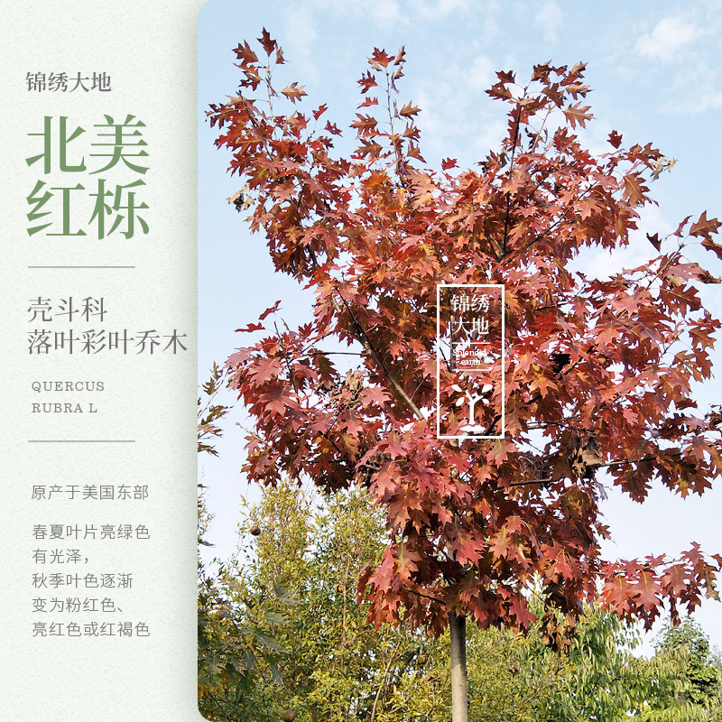 欧洲红橡树 北美红栎  沼生栎 栎树 彩叶苗 栎树 进口珍稀苗别墅