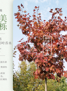 欧洲红橡树 北美红栎  沼生栎 栎树 彩叶苗 栎树 进口珍稀苗别墅