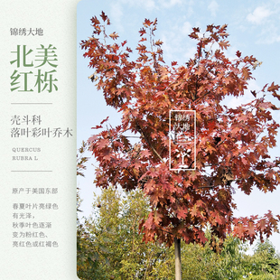 欧洲红橡树 北美红栎 沼生栎 栎树 彩叶苗 栎树 进口珍稀苗别墅