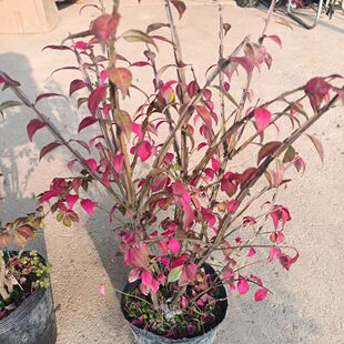 优质正宗火焰卫矛 庭院露台彩叶灌木