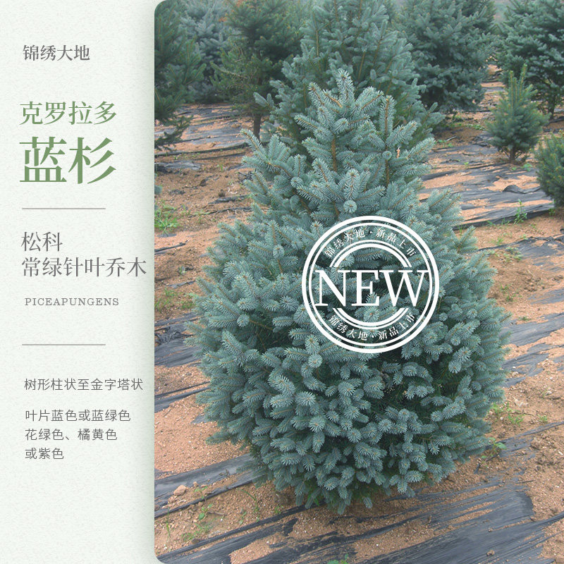 优质正宗克罗拉多蓝杉 常青树种 盆景别墅绿化 四季可移栽 观叶