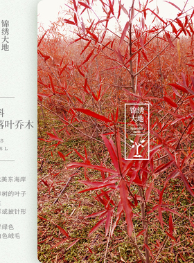 柳叶栎 美国红橡树 红橡 北美柳栎 栎树 秋彩观赏树 庭院绿化树