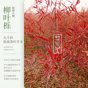 柳叶栎 美国红橡树 红橡 北美柳栎 栎树 秋彩观赏树 庭院绿化树