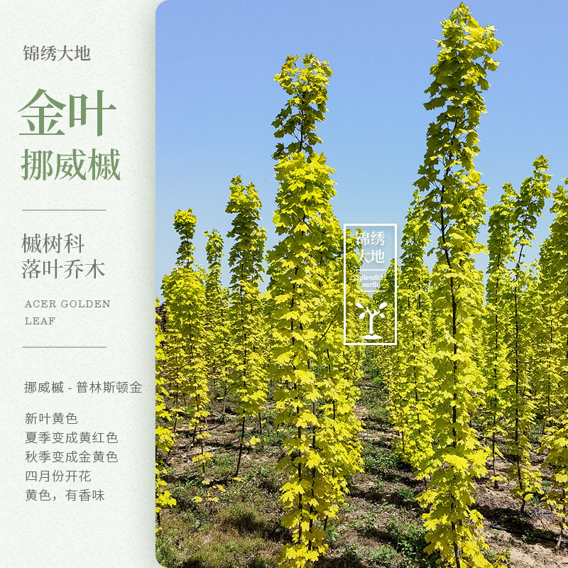 金叶挪威槭  普林斯顿黄金枫 小区绿化用苗 彩叶树 黄金叶 树种