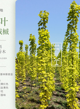 黄金枫普林斯顿小区绿化彩叶树