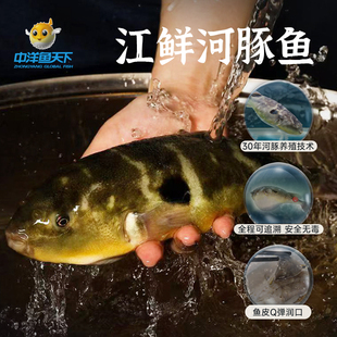 中洋鱼天下新鲜食用河豚鱼肉1条装 已控毒处理冷冻半成品生鲜水产