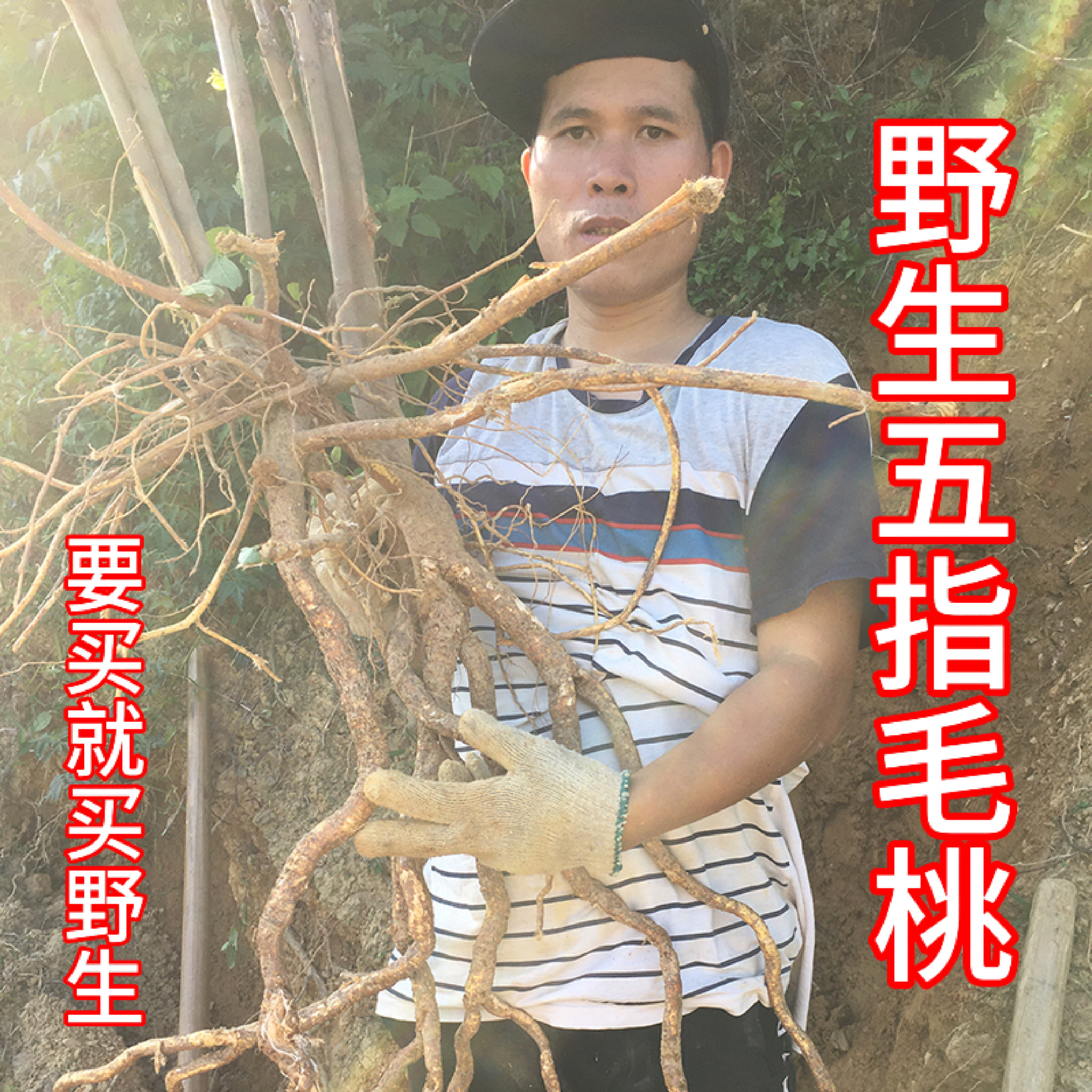 老广深山野生五指毛桃500克搭配土茯苓牛大力五爪龙煲汤料包药材