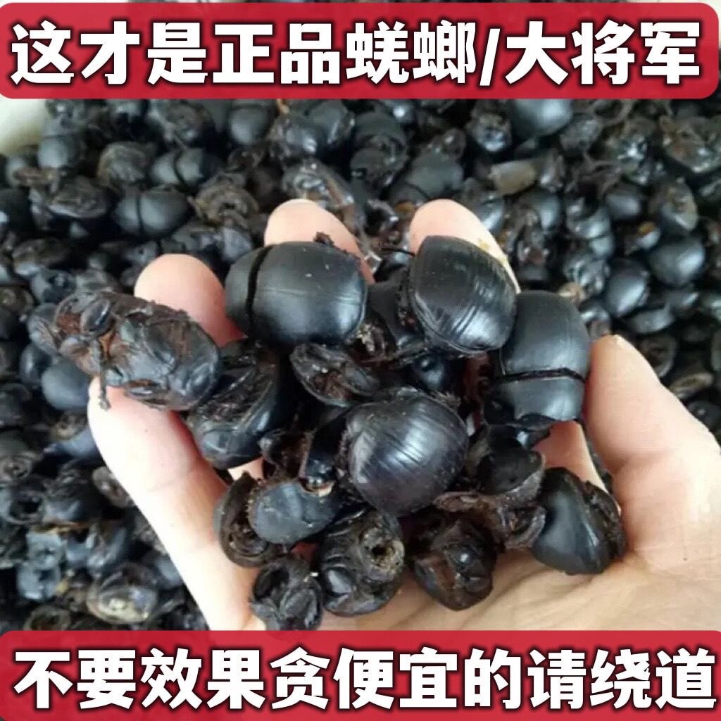 蜣螂中药材屎壳郎大将军250g野生干货
