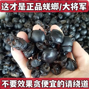 蜣螂中药材屎壳郎大将军250g野生干货
