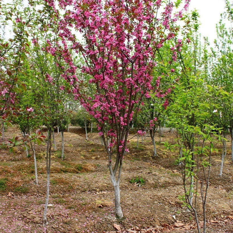 日本海棠垂丝海棠西府海棠花苗盆栽四季开花大苗庭院地栽绿化树苗