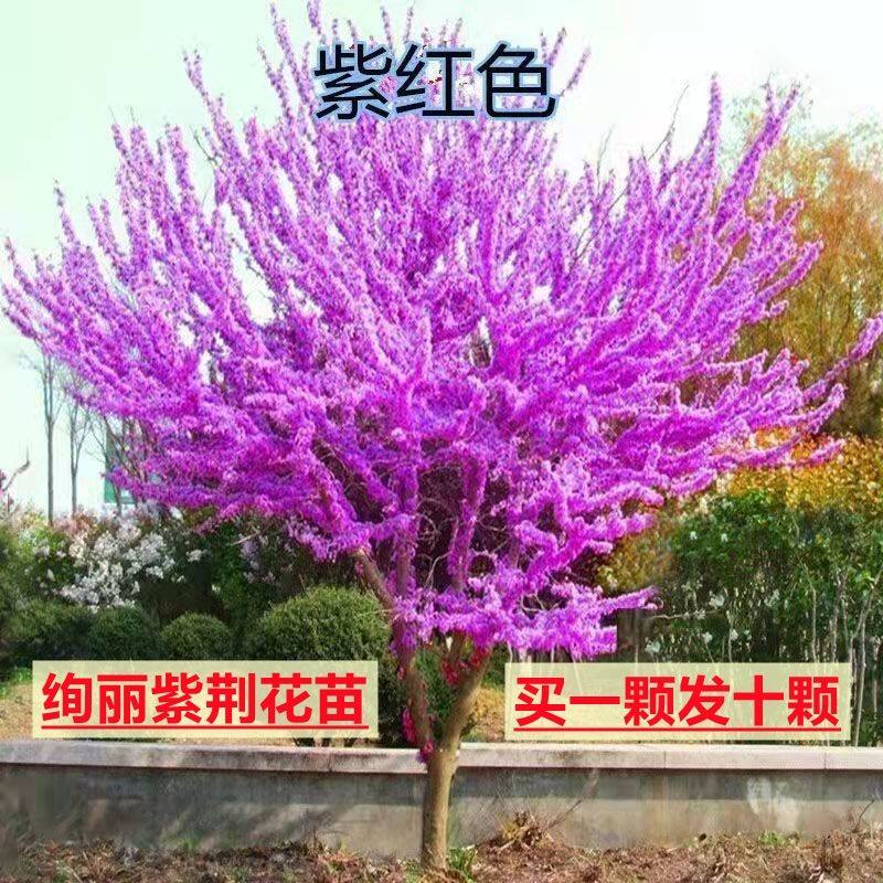 紫荆树苗 紫荆树 紫荆花树苗 紫荆花 盆栽庭院道路绿化紫荆苗木