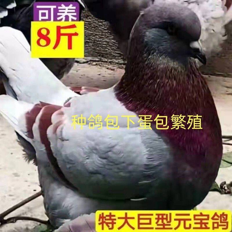 种鸽元宝鸽纯种巨型正宗一对活物特大型观赏鸽青年鸽肉鸽包活包邮