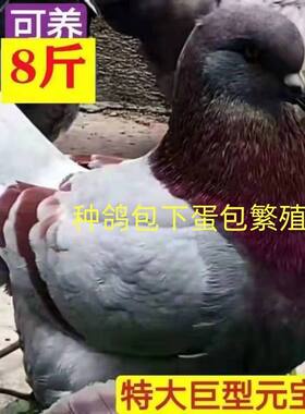 元宝鸽纯种种鸽巨型正宗包邮