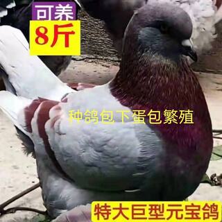 种鸽元宝鸽纯种巨型正宗一对活物特大型观赏鸽青年鸽肉鸽包活包邮