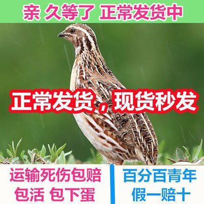 鹌鹑活苗天天下蛋精品宠物黄羽