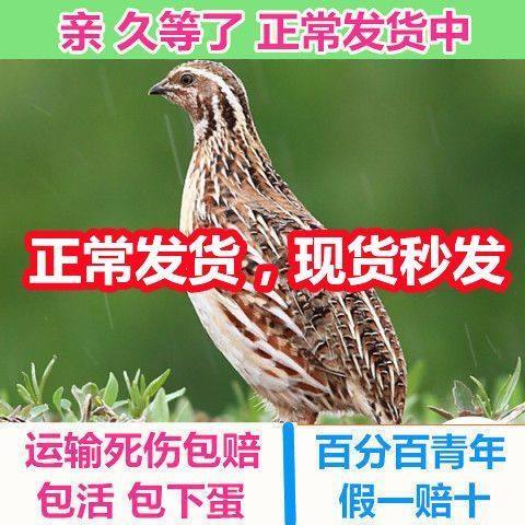 鹌鹑活苗天天下蛋精品宠物黄羽