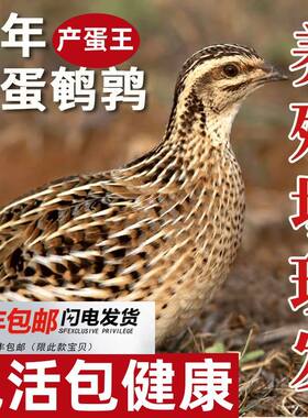 鹌鹑活苗鹌鹑青年苗受精蛋