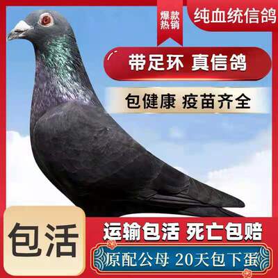 种鸽信鸽鸽子活一对原配信鸽赛鸽