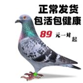 鸽子活物一对信鸽种鸽青年鸽雨点幼鸽赛鸽肉鸽下蛋鸽观赏鸽小鸽子