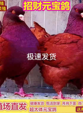 下蛋饲料元宝鸽纯种一对特大型鸽