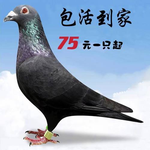 快下蛋鸽信鸽种鸽一公一母赛鸽