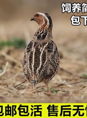 鹌鹑活苗天天下蛋青年鹌鹑白羽