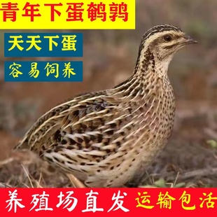 鹌鹑活苗天天下蛋繁殖鹌鹑活物鹑鸡活体家养小鸡苗阳台可养宠物鹌