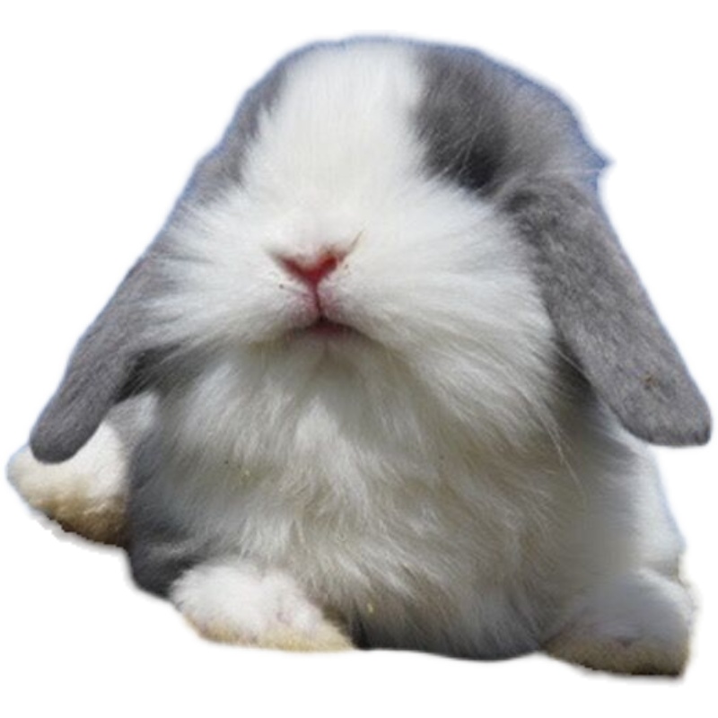 网红宠物兔子垂耳兔活物侏儒兔长不大适合小孩子养的宠物