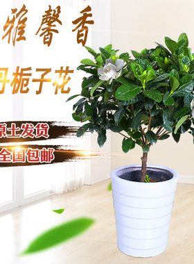 栀子花盆栽 四季开花 室内 芳香 净化空气办公室 独干栀子花花卉