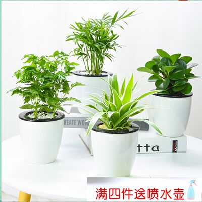 绿萝发财树办公室盆栽文竹水培植物盆栽花卉室内盆景绿植吊兰海棠