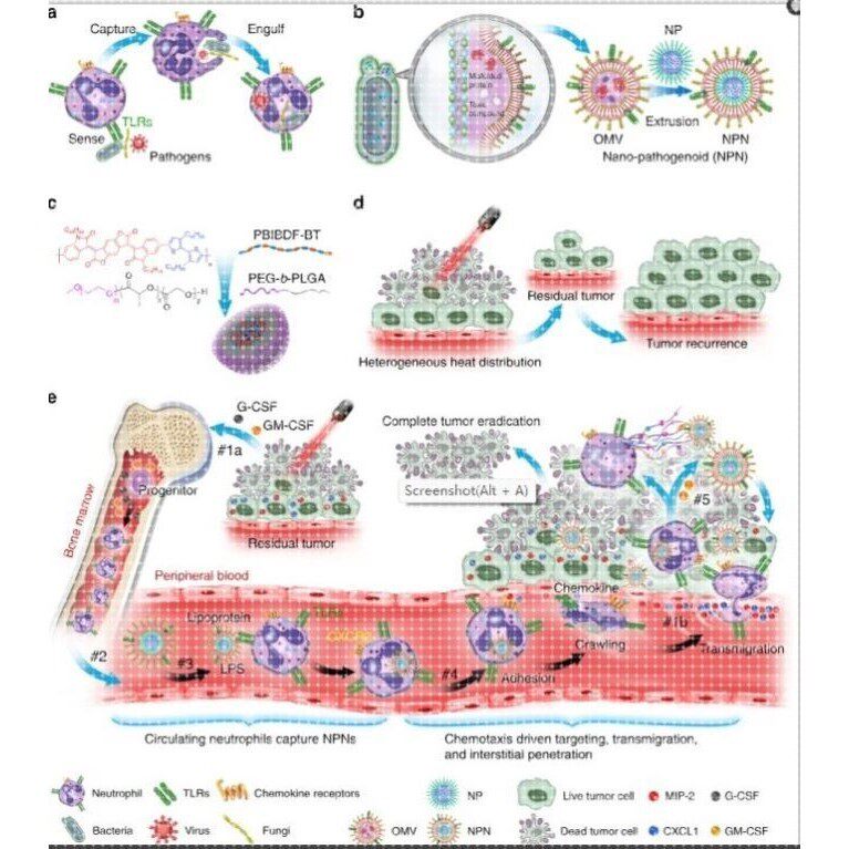 科研绘图封面信号通路医学SCI作图插画 机制图TOC摘要图画图 制图