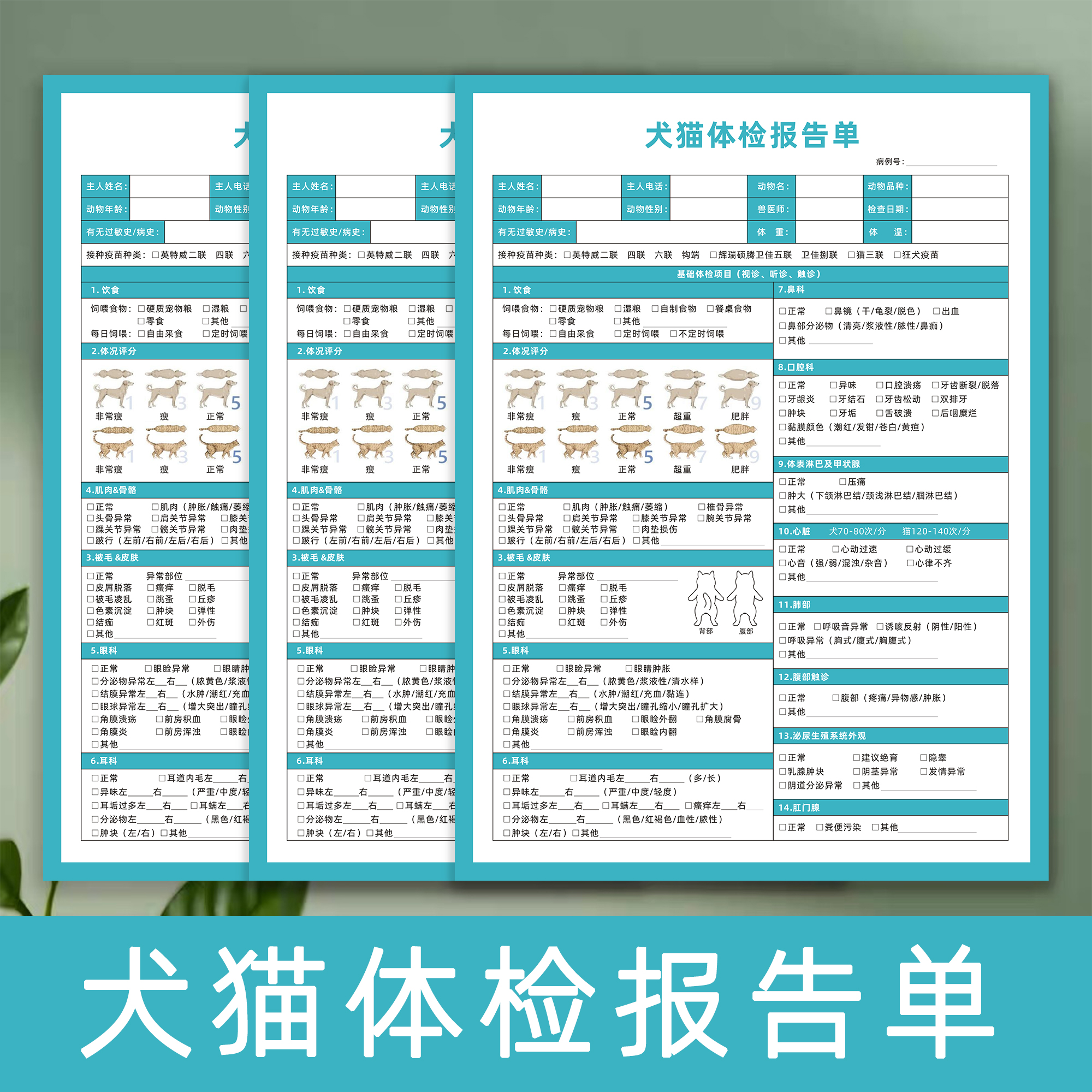 宠物店犬猫体检报告单猫狗动物就诊健康体格检查表项目诊疗问诊单