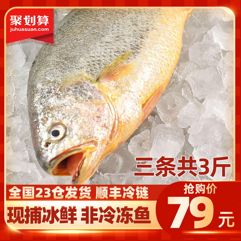 冰鲜大黄鱼黄花鱼大新鲜小黄鱼新鲜冷冻整箱鲜活生鲜深海水产海鱼