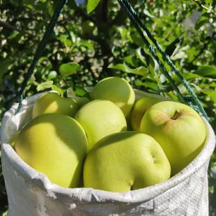 正宗阿坝州小金苹果小金县青苹果原生态酸甜脆产地直发