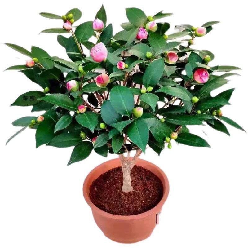 冬季开花耐寒耐阴茶花树苗红色茶梅花苗茶树球园林工程绿化小苗木