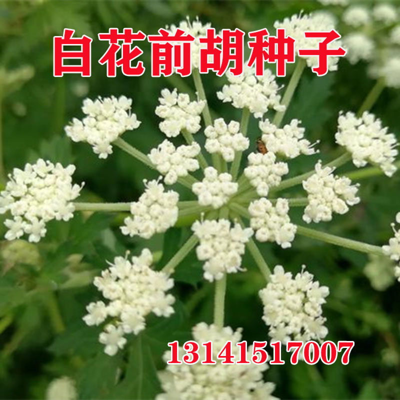 白花前胡种子防风鸡脚前胡山独活丹参牛膝中草药党参野生中药材籽