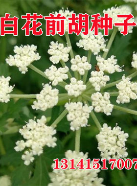 防风野生中药材种子