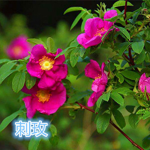 东北黄刺玫种子山刺玫果麒麟花中草药植物苗庭院观赏花卉盆栽易活