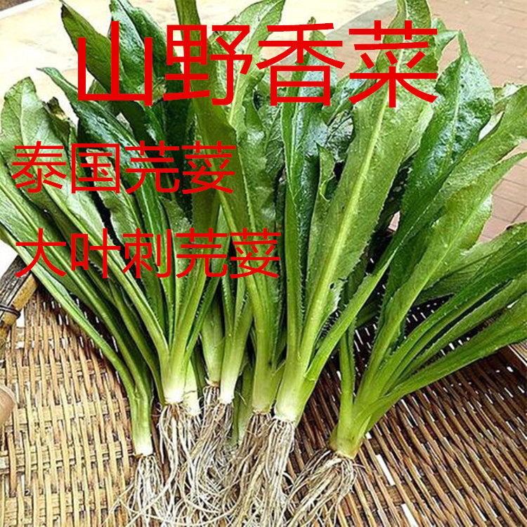 缅甸大叶刺芹芫荽庭院阳台高产菜籽云南特产野生香菜四季蔬菜种子