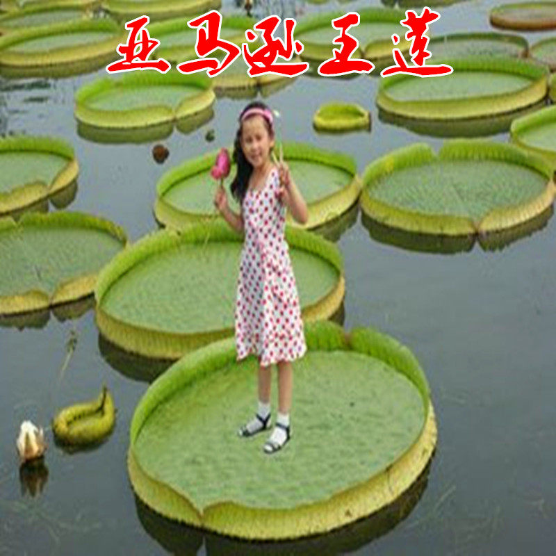 亚马逊王莲种子 大型荷花四季播超大睡莲种子已开口霸王莲种子