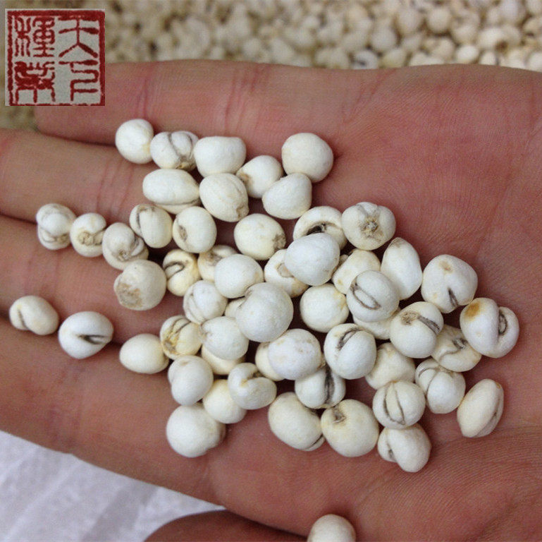 中草药川贝母种子青贝浙贝甘肃贝母籽炖汤庭院阳台盆栽平贝种球苗