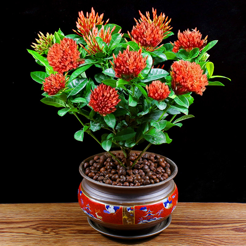 龙船花种子庭院阳台绿植花卉种籽盆栽铁绣球花灌木花草