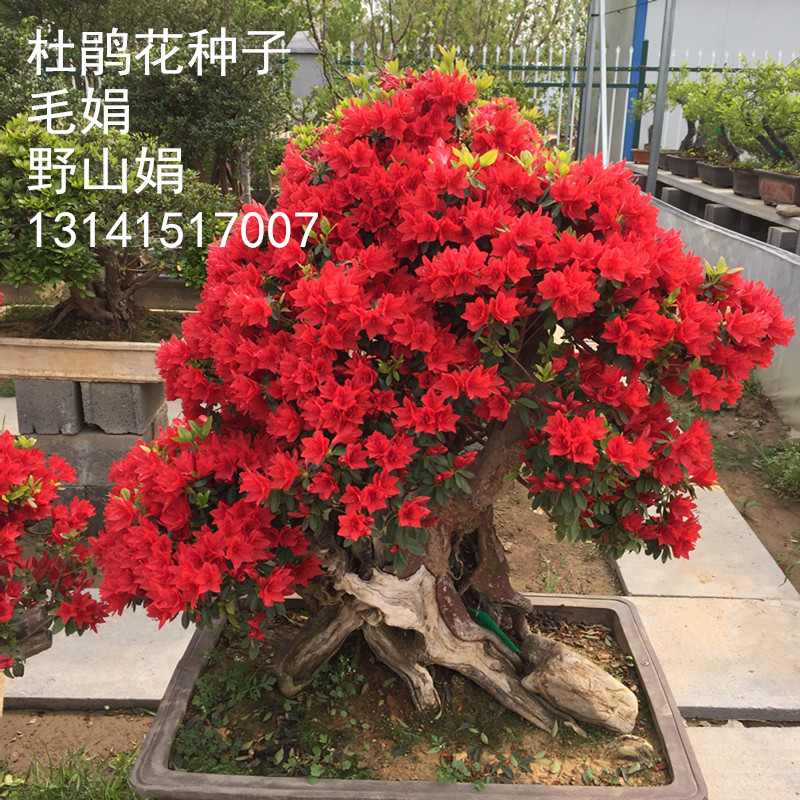杜鹃花映山红阳台庭院绿植种子