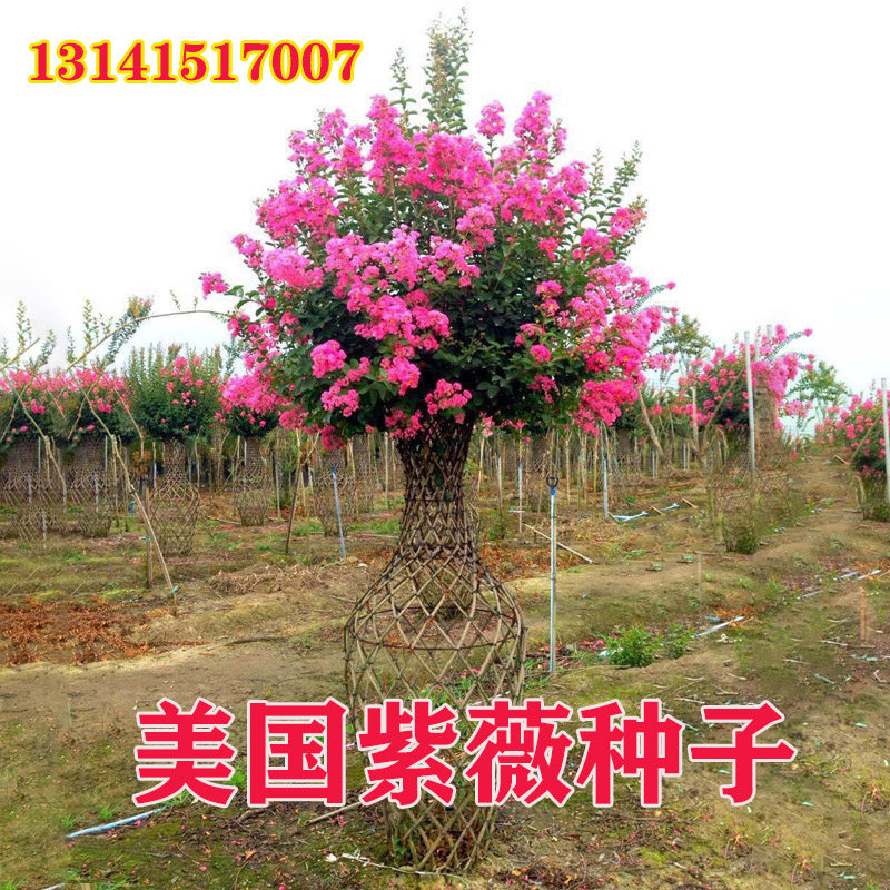 美国红火箭紫薇种子国旗红大叶黑钻粉花速生紫薇树籽火球红盆景