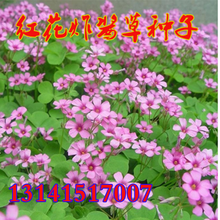 白花三叶草种子观赏酢浆草工程绿化园林红三叶草坪花卉红花草种籽