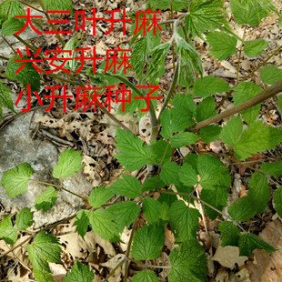 大三叶升麻种子兴安升麻龙眼根周麻窟窿牙根中草药稀有中药材种籽