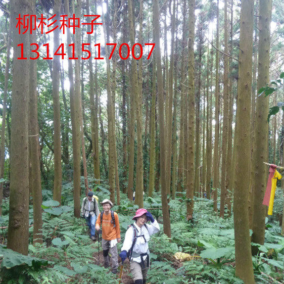 新采杉木种子沙树籽一级杉树速生刺杉落羽杉水杉云杉银杉林木种子