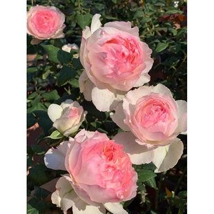 佩朱月季花苗 佩尔朱克 切花玫瑰果香味大花浓香阳台庭院盆栽植物