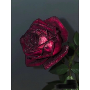 新品【暗香】月季小苗黑巴克升级版浓香丰花抗病花卉盆栽玫瑰花苗